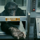 Illustration for article titled 32 screencaps detail the epic battle between humans and apes from Rise of the Planet of the Apes
